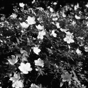 二眼レフカメラで撮った花
カメラ:OLYMPUS FLEX A3.5
フィルム:KENTMERE PAN 200